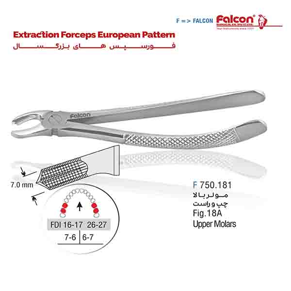 فورسپس مولر بالا چپ و راست فالکن-Falcon